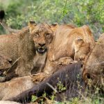 Lions feeding o a bufffalo