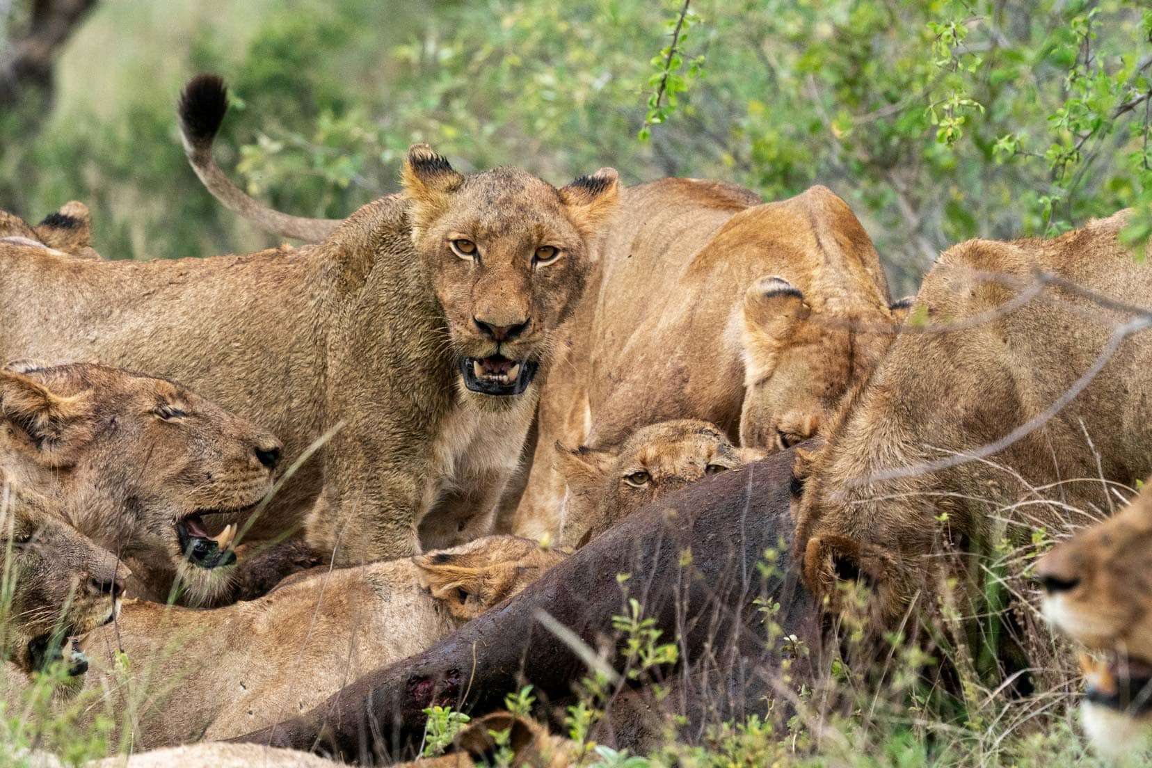 Lions feeding o a bufffalo 