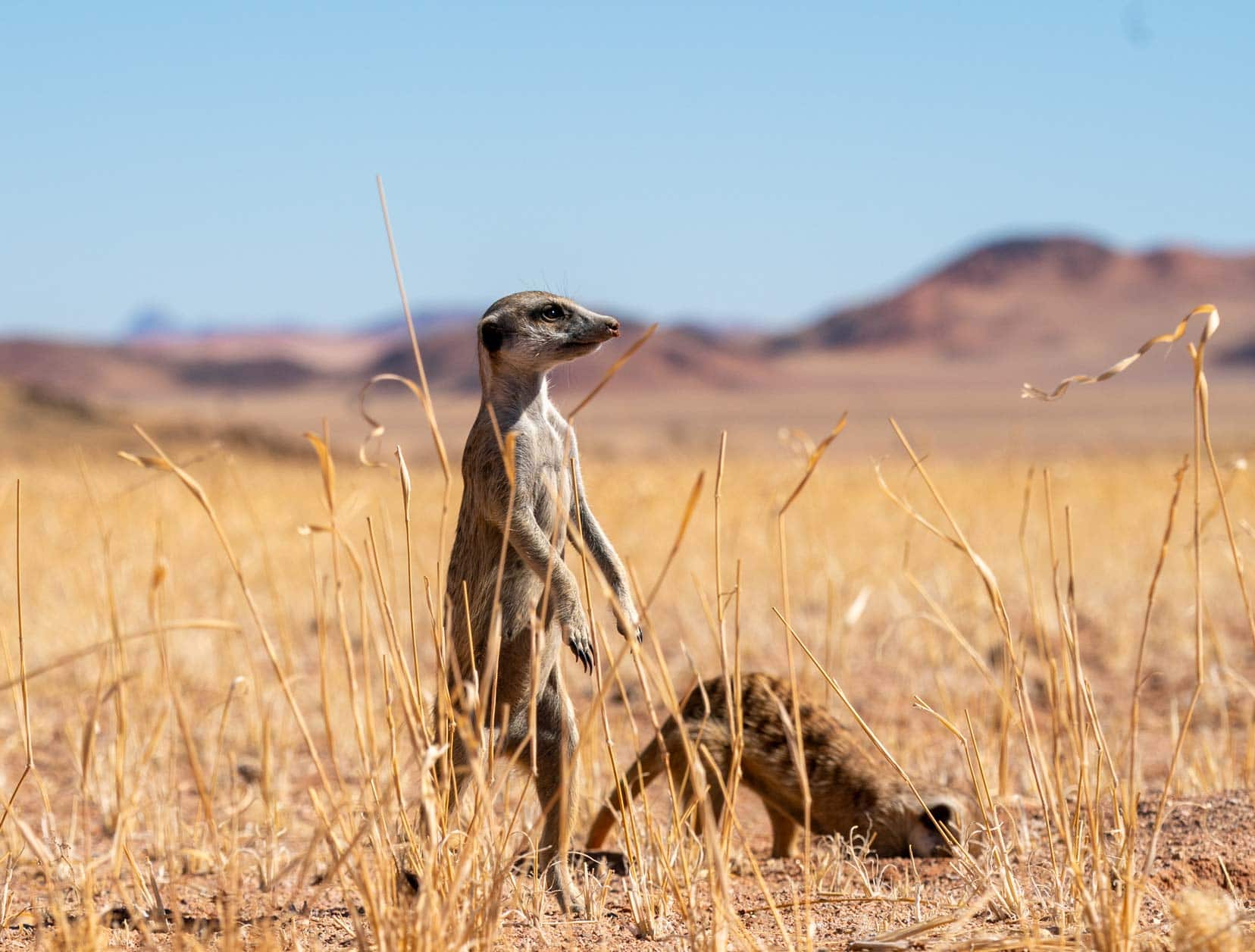 One meerkat up on hind legs and another burrowing 