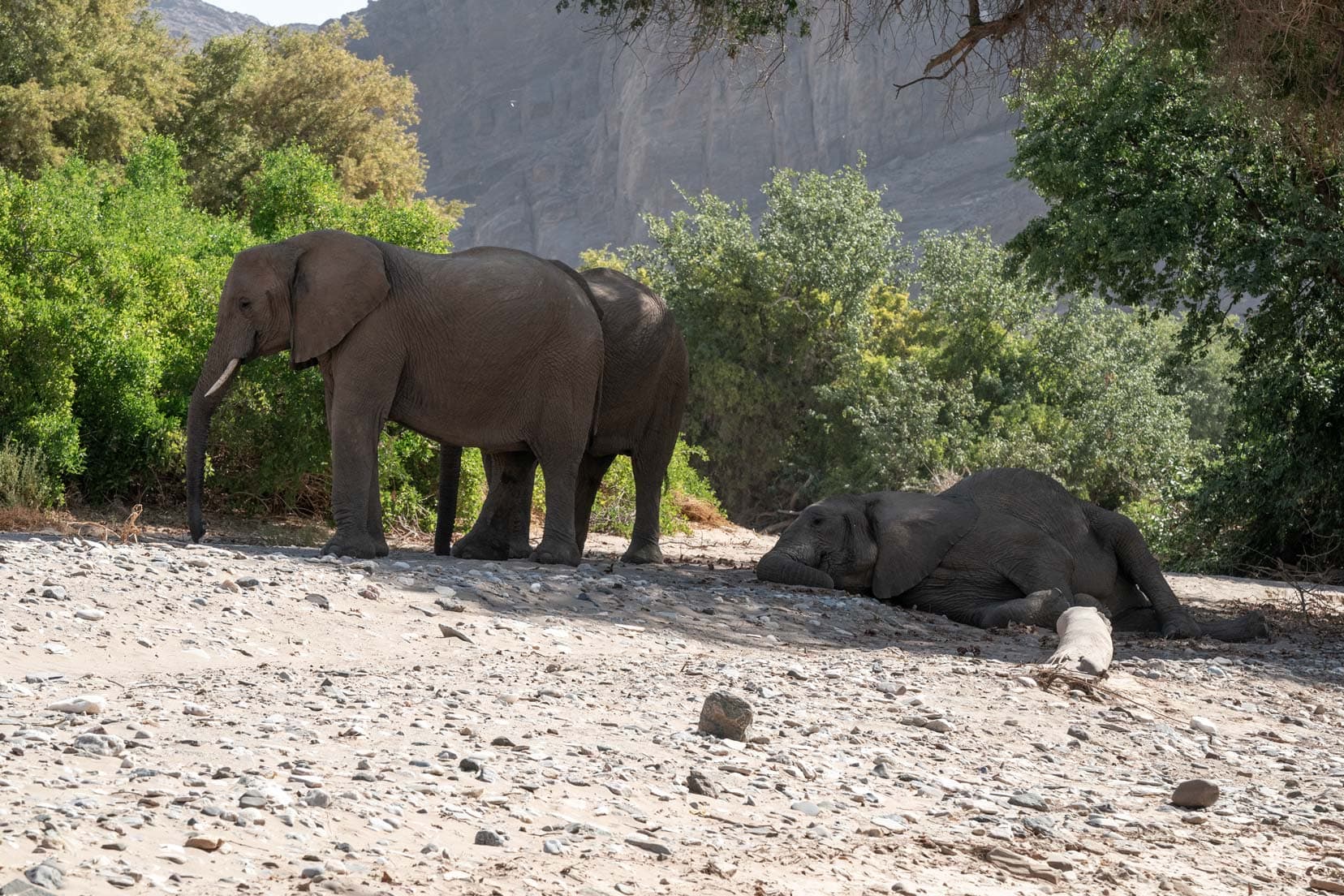 Two elephants stood up and one laying down