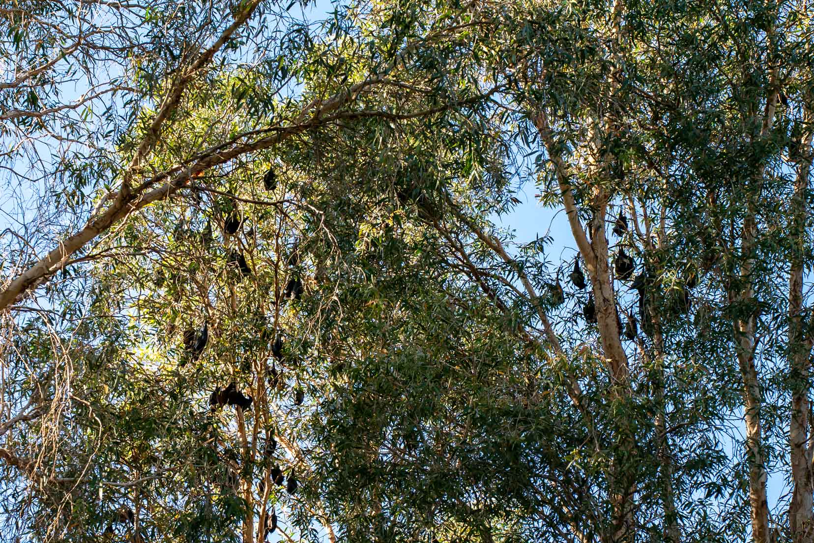 Flying foxes in the trees in Dales Gorge