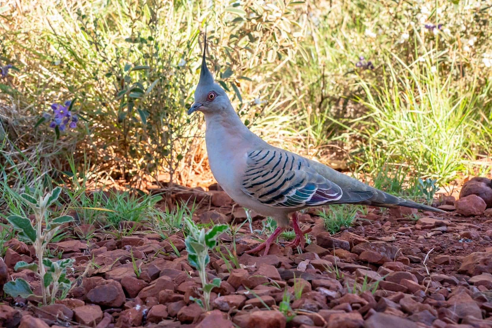 Spinifex pigeon in Camp at Karijini National Park