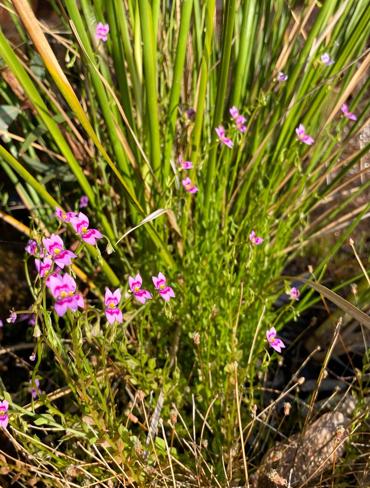 Kalamina-Gorge-flowers