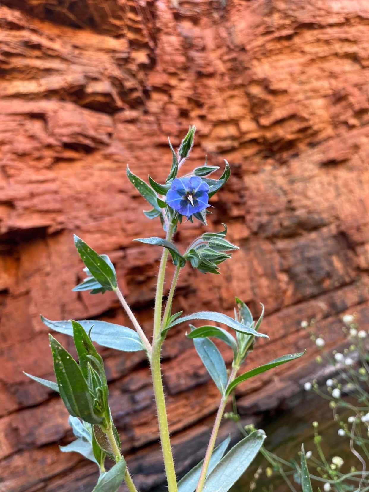 Northern-bluebell,-camel-bush-or-cattle-bush- a blue flower with a white centre