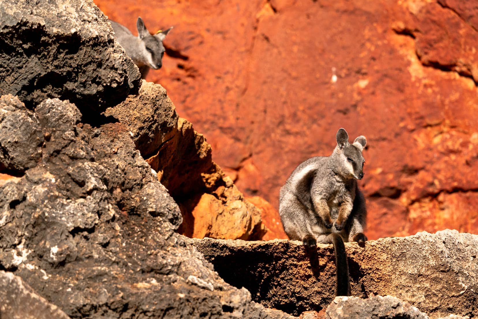 Two rock wallabies on the rocks at Pilgonoman Gorge