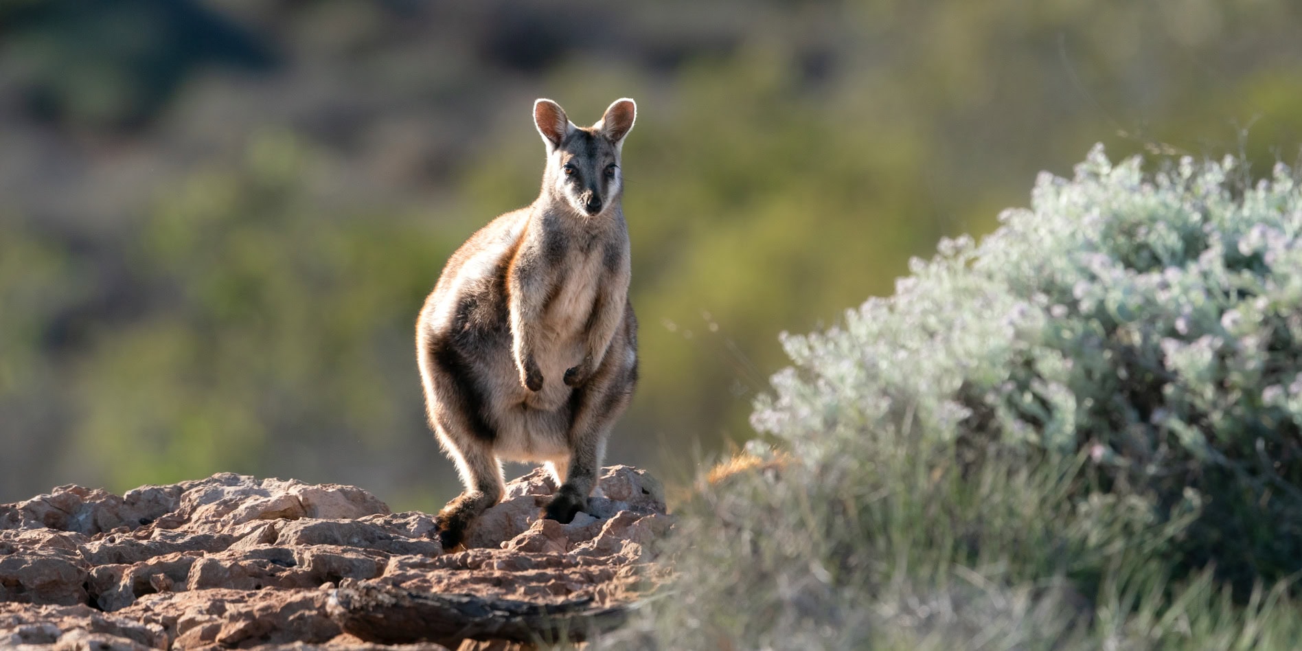 Pilgonoman-Gorge header of a rock wallaby