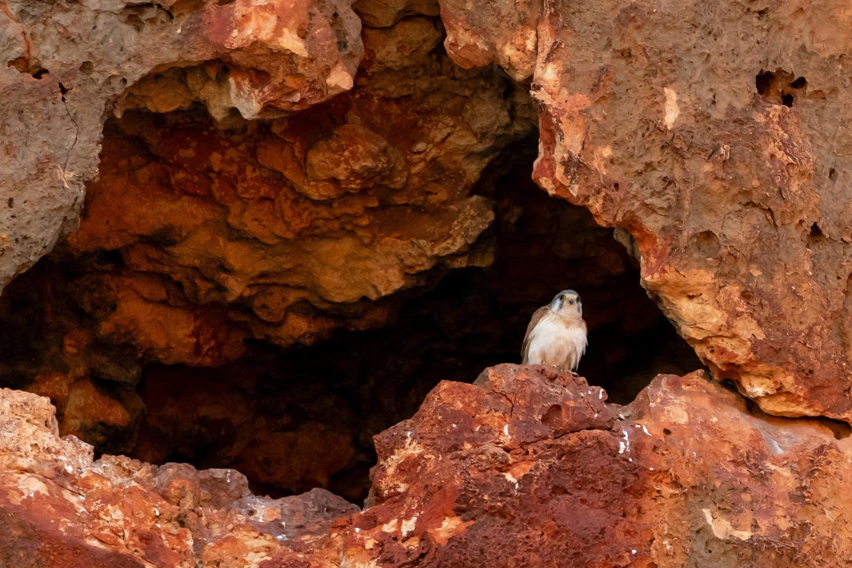 Nankeen Kestrel perched on a ledge at Pilgonoman Gorge 