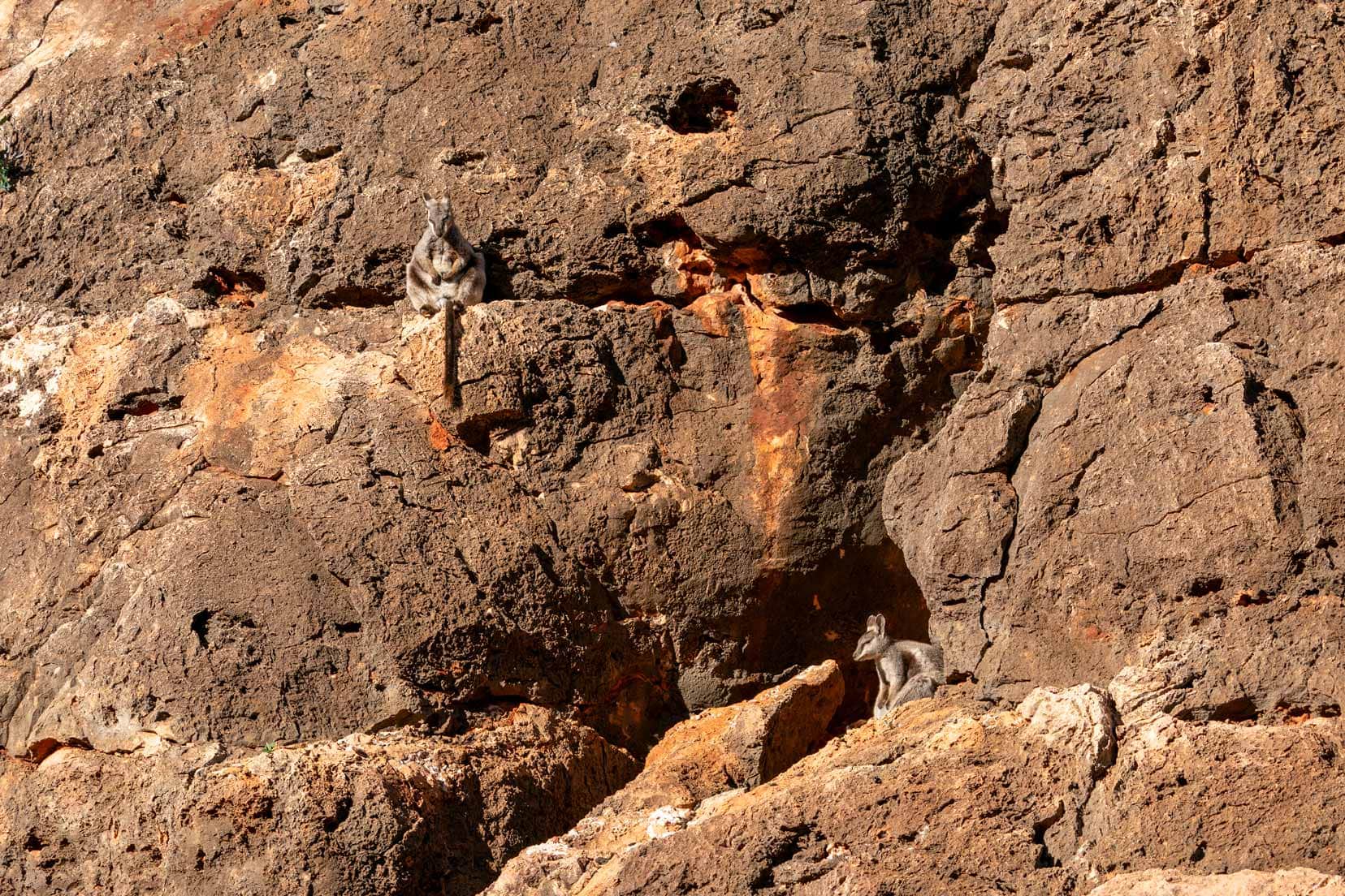 Wallabies on the rocks at Pilgonoman Gorge