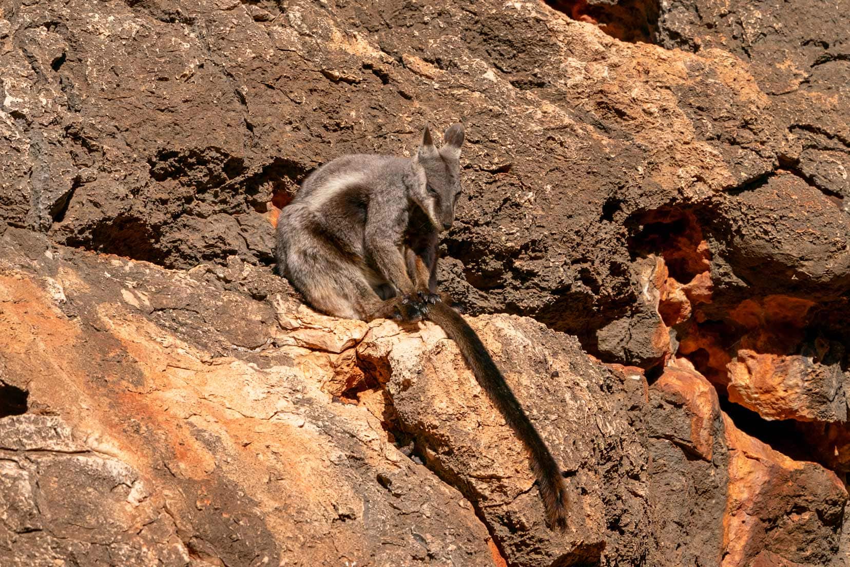 rock wallaby on rock