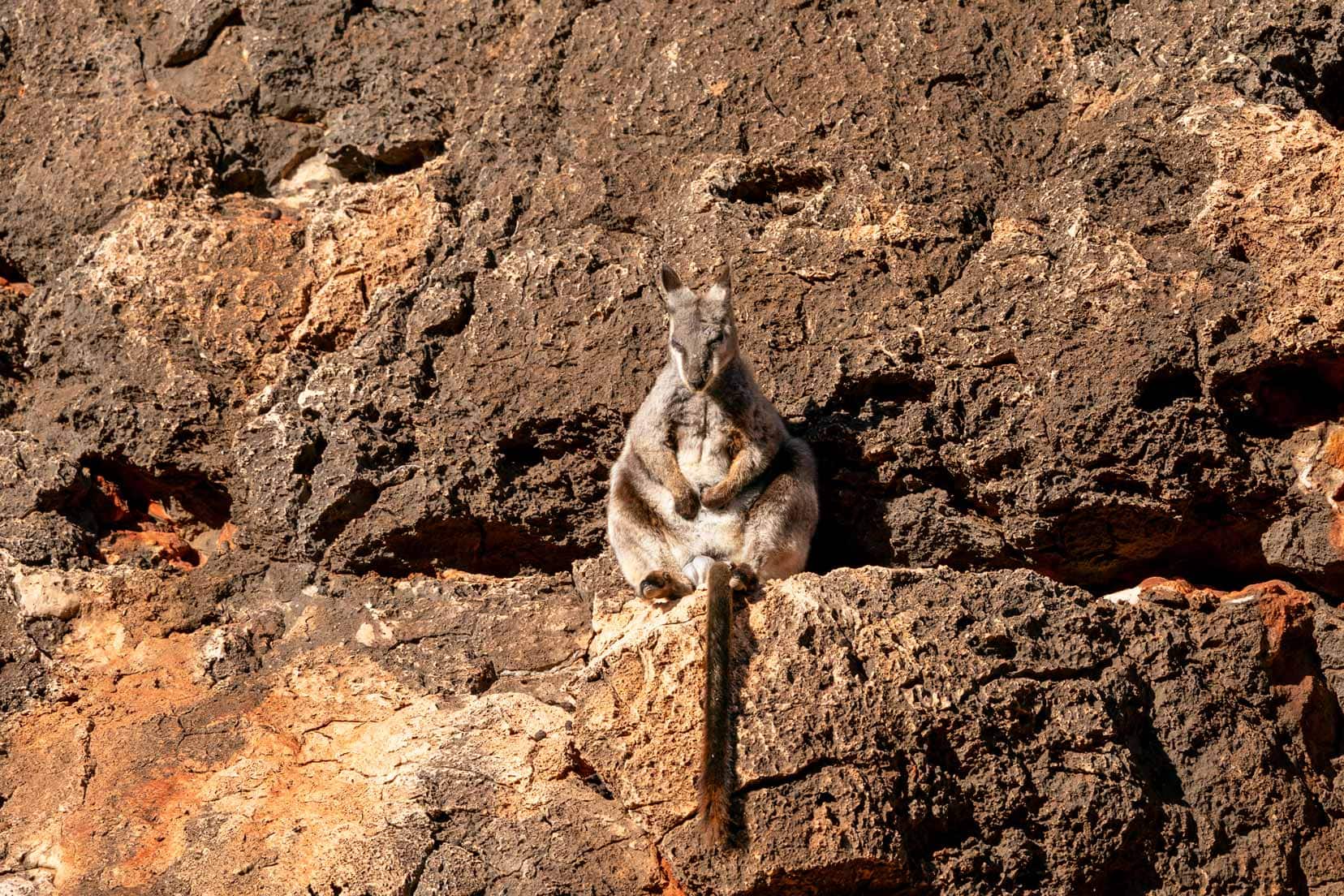 A rock wallaby that is perched on the rocks and looks a little like a Buddha