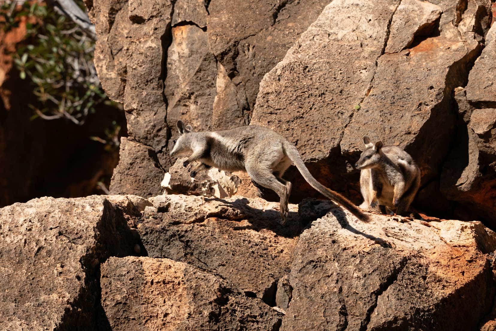 Pilgonoman-Gorge_jumping-wallaby