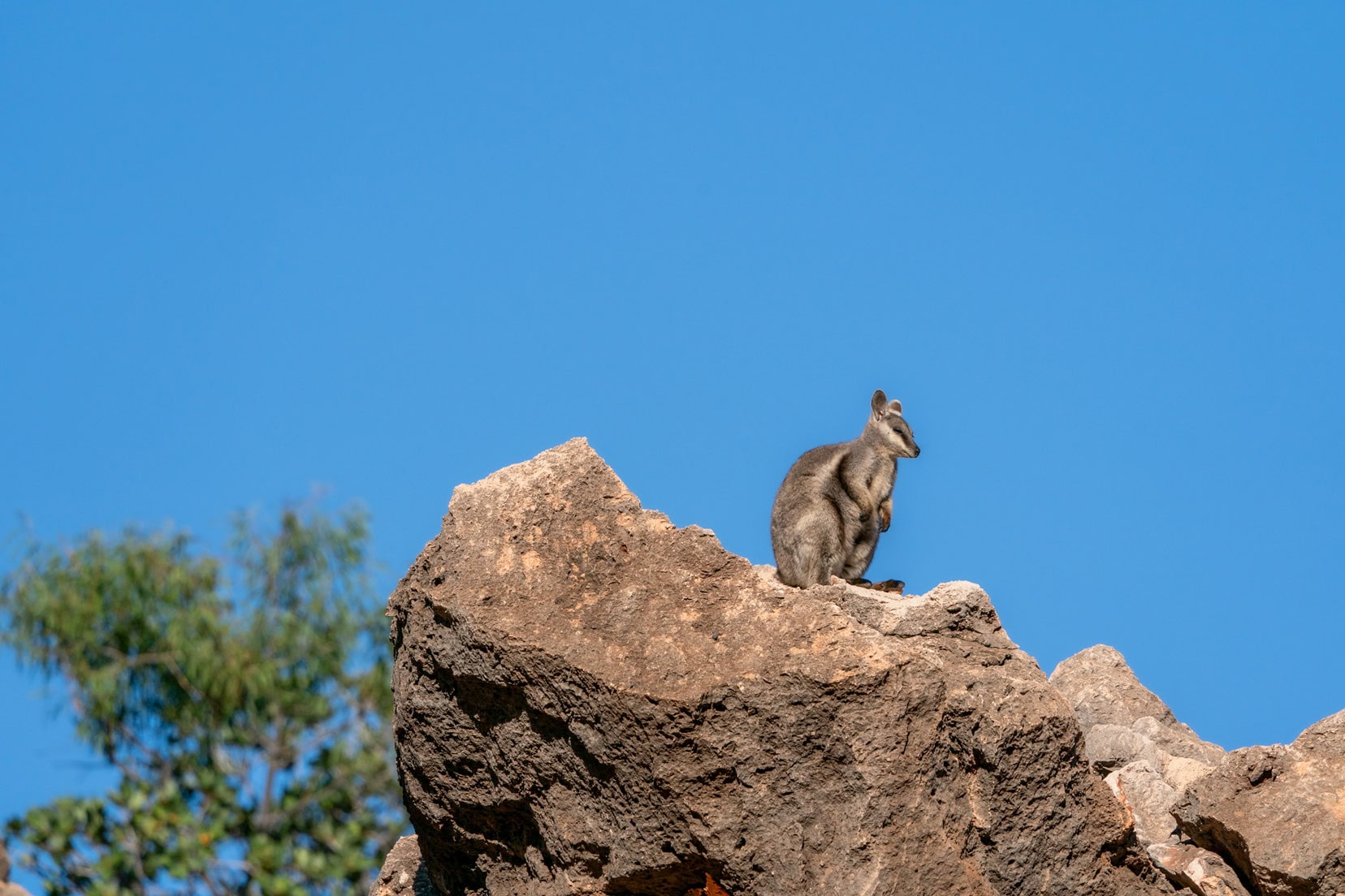 Rock Wallaby sat on the top of the gorge rocks 