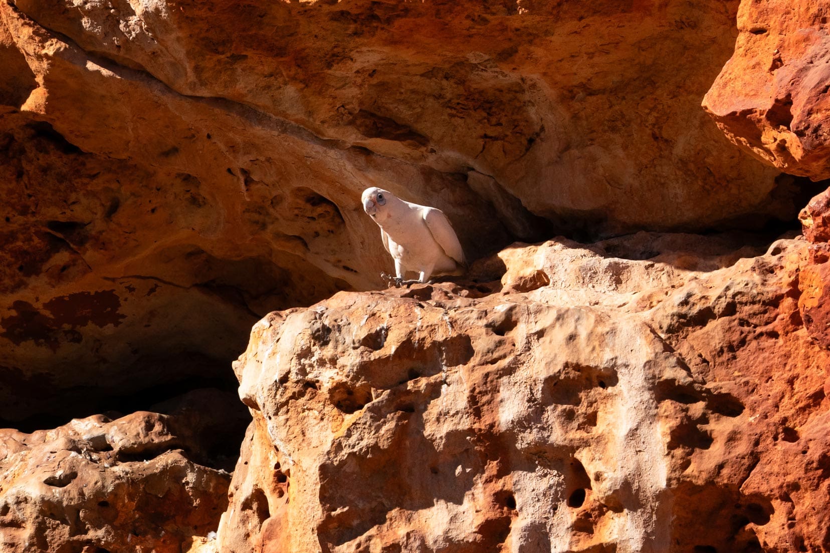 White parrot on a ledge at Pilgonoman Gorge