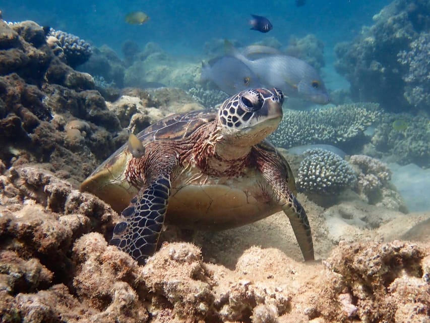 Turtle tour image