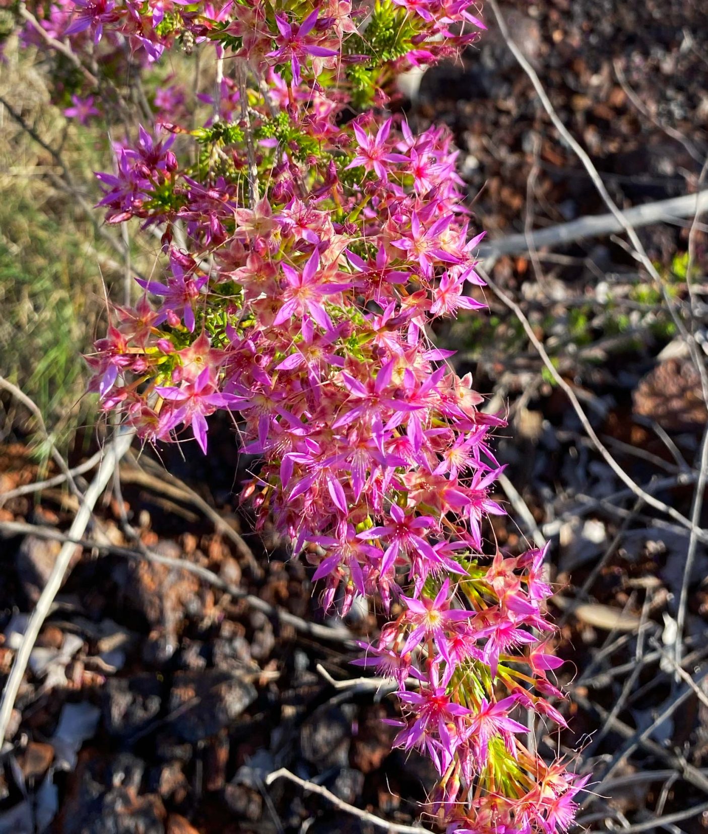 Wildlflowers in Karijini - Desert Star Flower