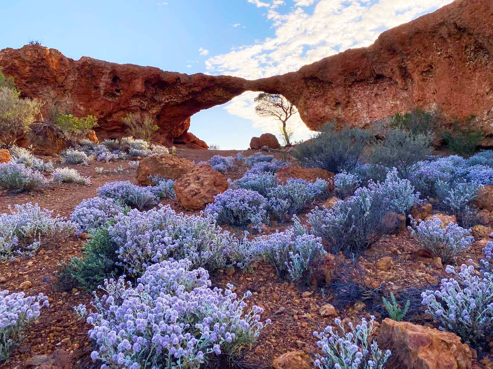 Camping-in-WA-Sandstone London Bridge rock formation with purple wildflowers in the foreground