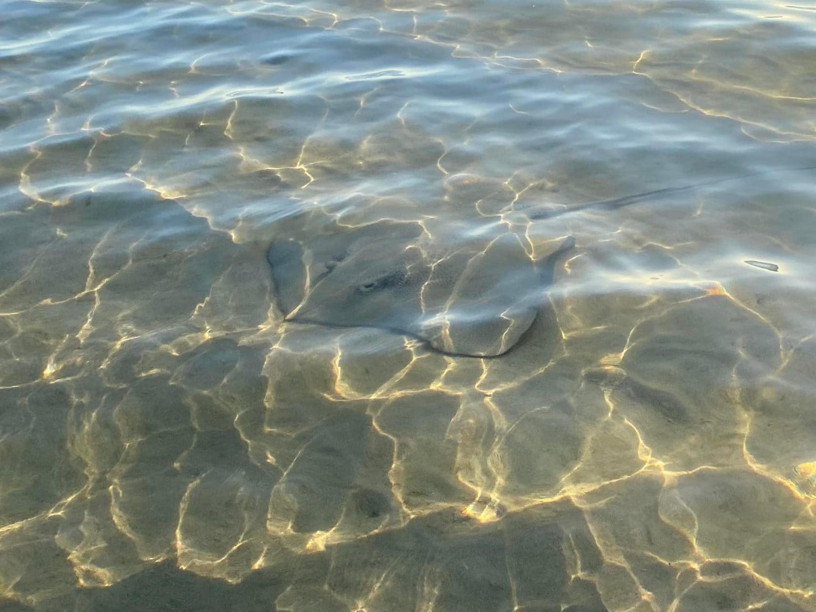 Camping in Western Australia - a sting ray in the shallow water at Coral Bay