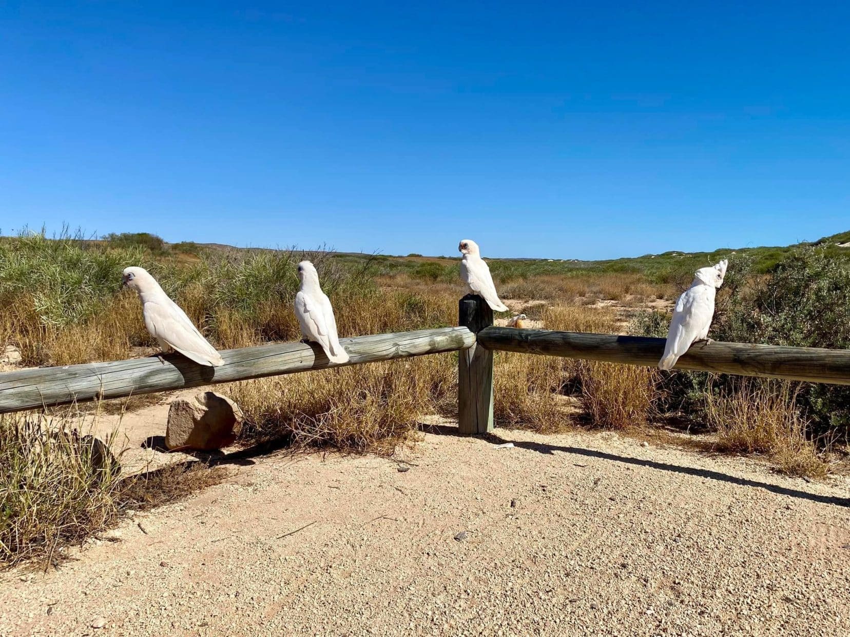 Four White parrots sat on a fence by our car 