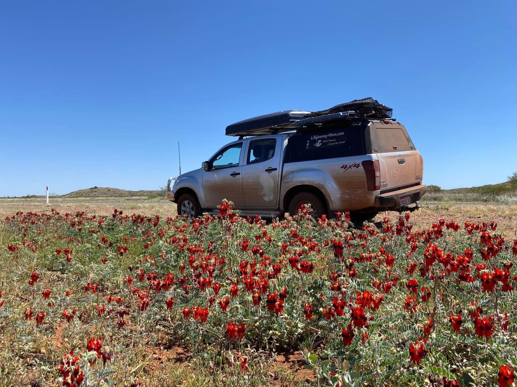 Camping in Western Australia with our car parked by a field of sturt desert peas - red and black flowers