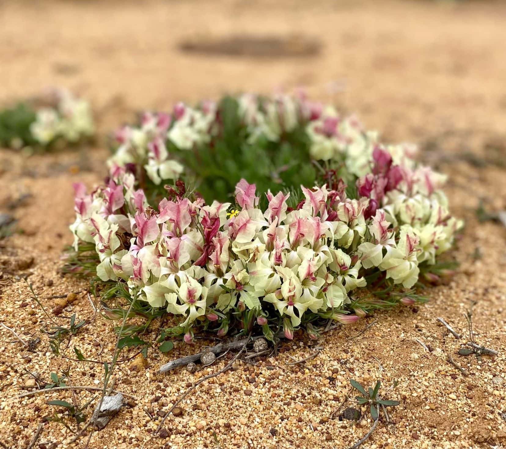 Wreath Flower