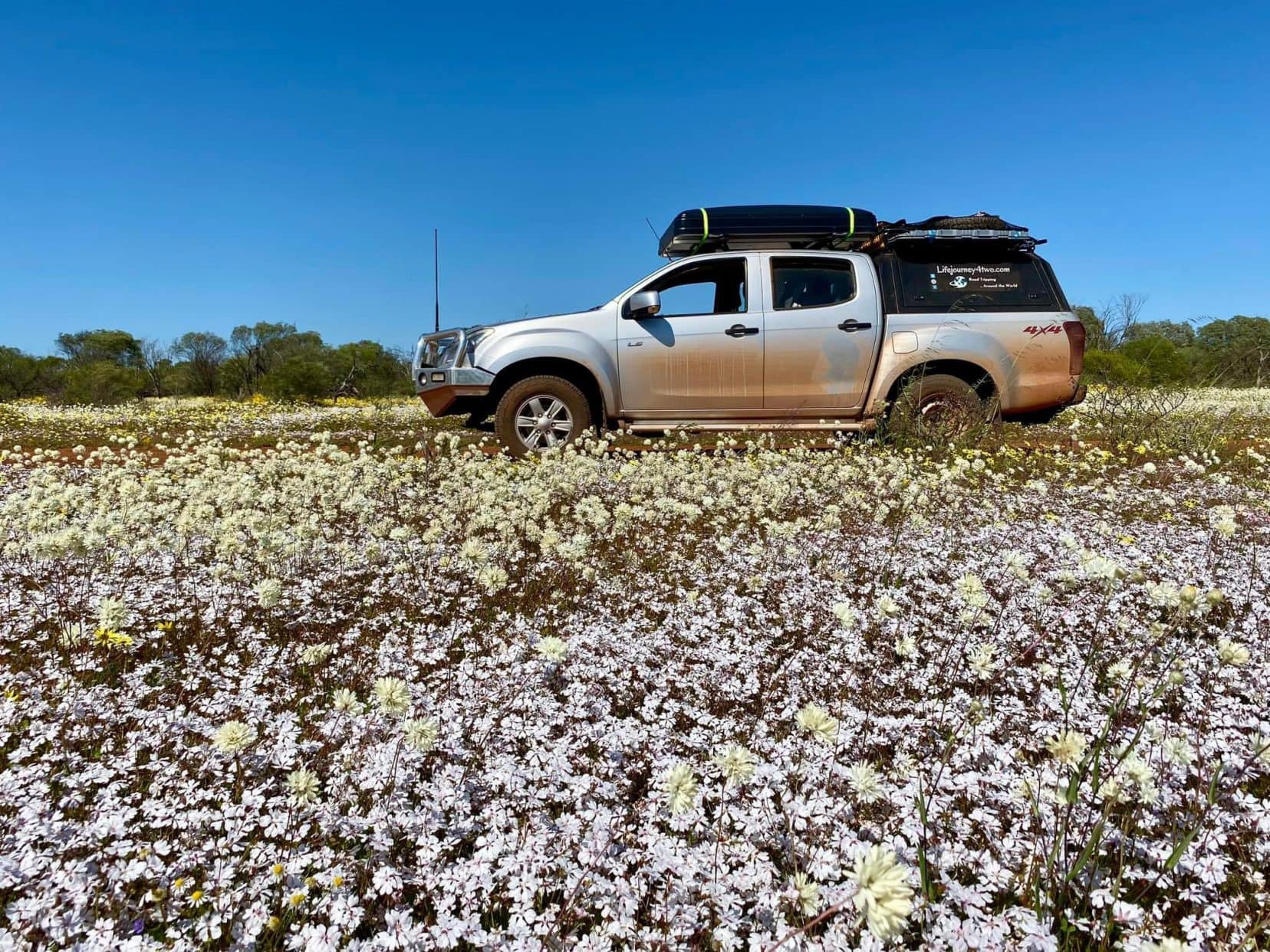 Camping in Western Australia car beside a field of white and pink wildflowers 