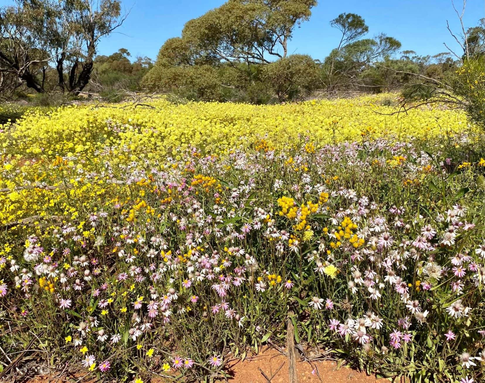 Camping in WA - Coalseam Nature Reserve covered in yellow, pink and white flowers