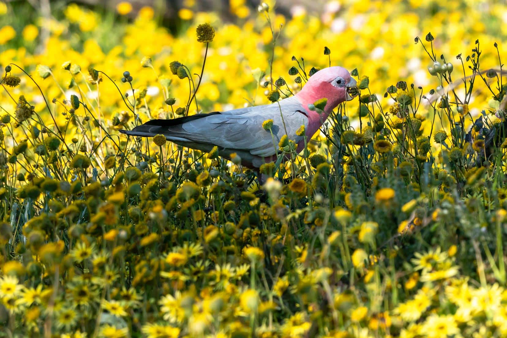 Galah in amongst Yellow flowers