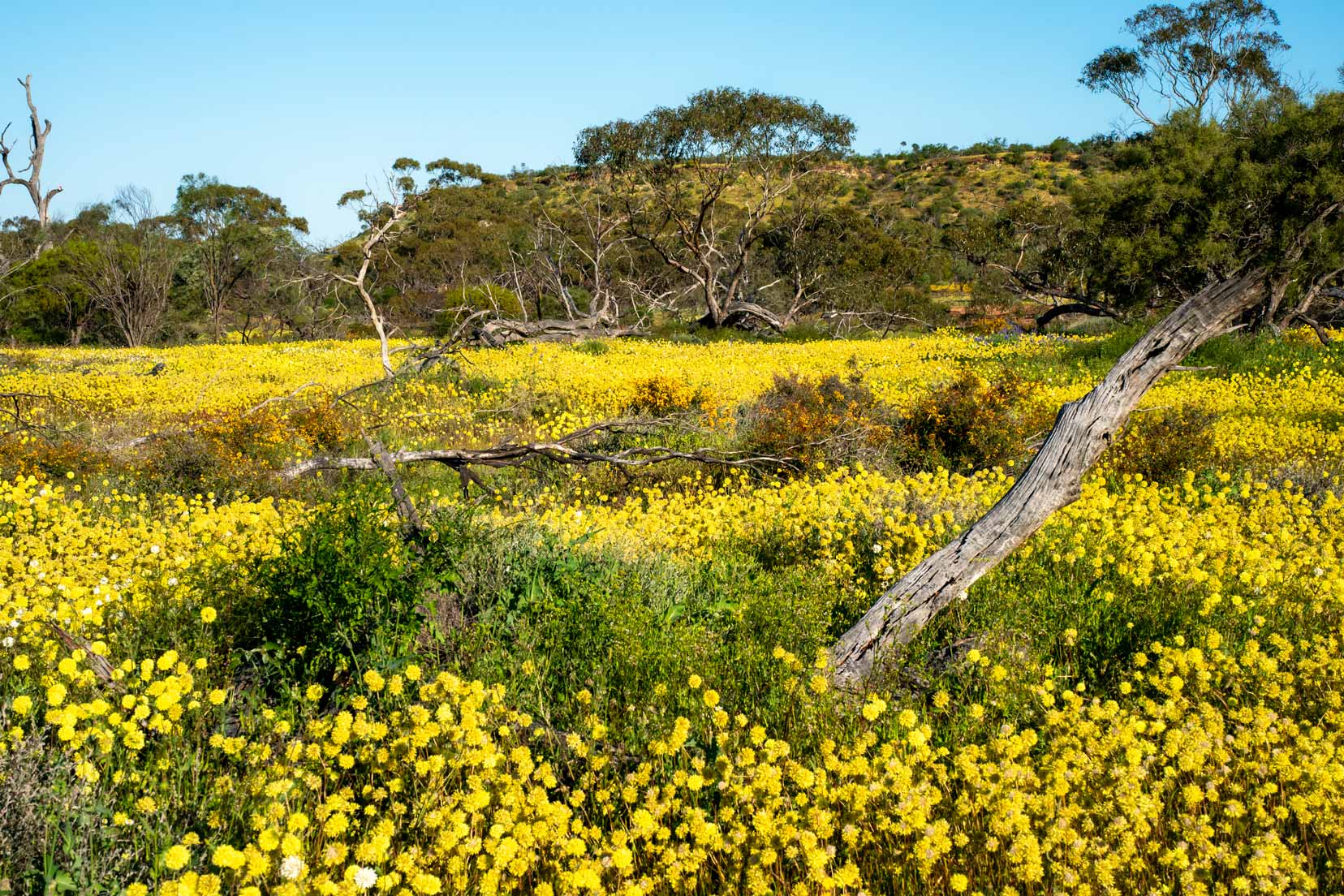 Coalseam Nature Reserve