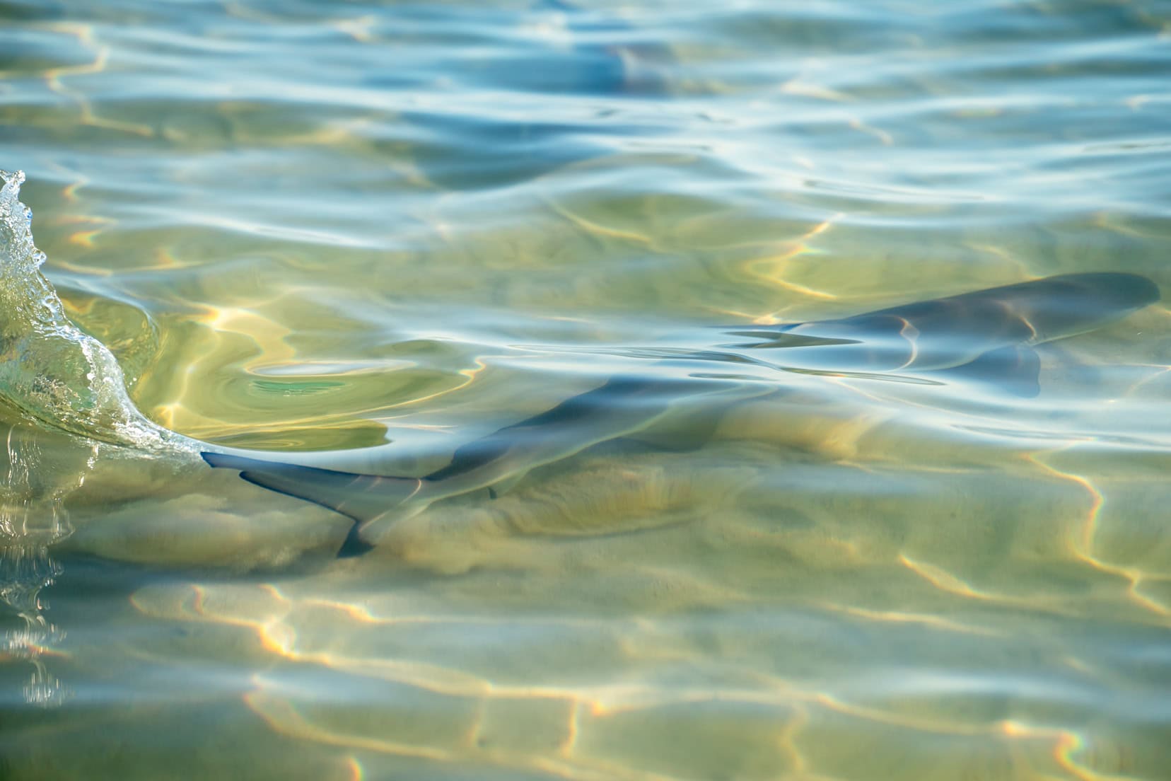 Baby Shark at Coral Bay 