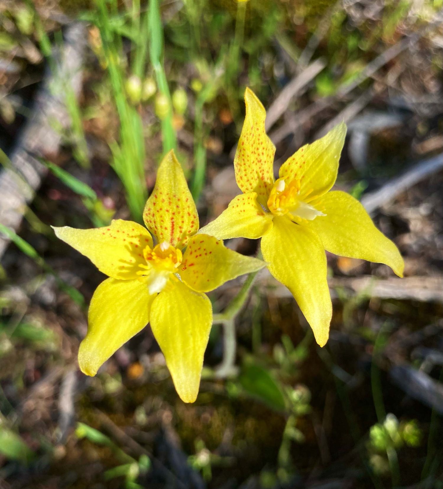 Cowslip-orchid yellow five petalled flower