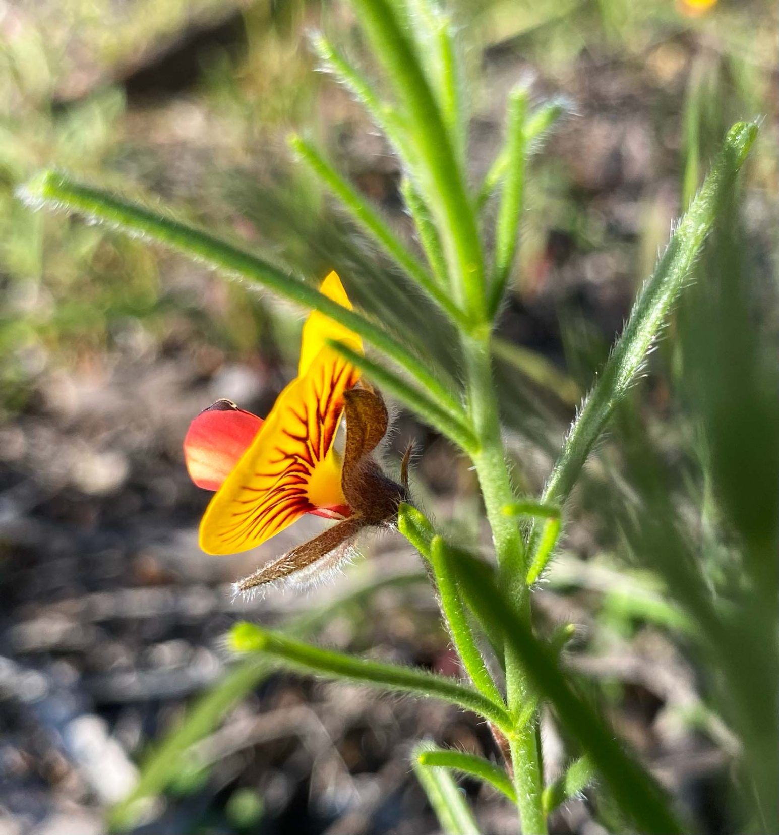 Grannys-Bonnet flower - yellow and red 