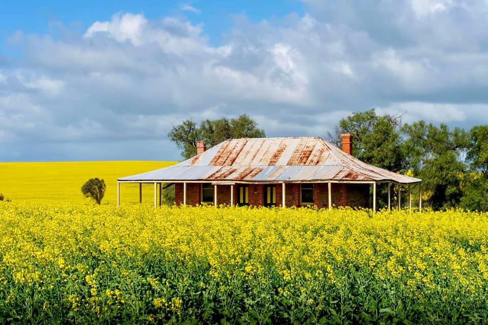 Perth to Karijini Near Goomalling  canola field with old house with rusting roof and yellow doors 