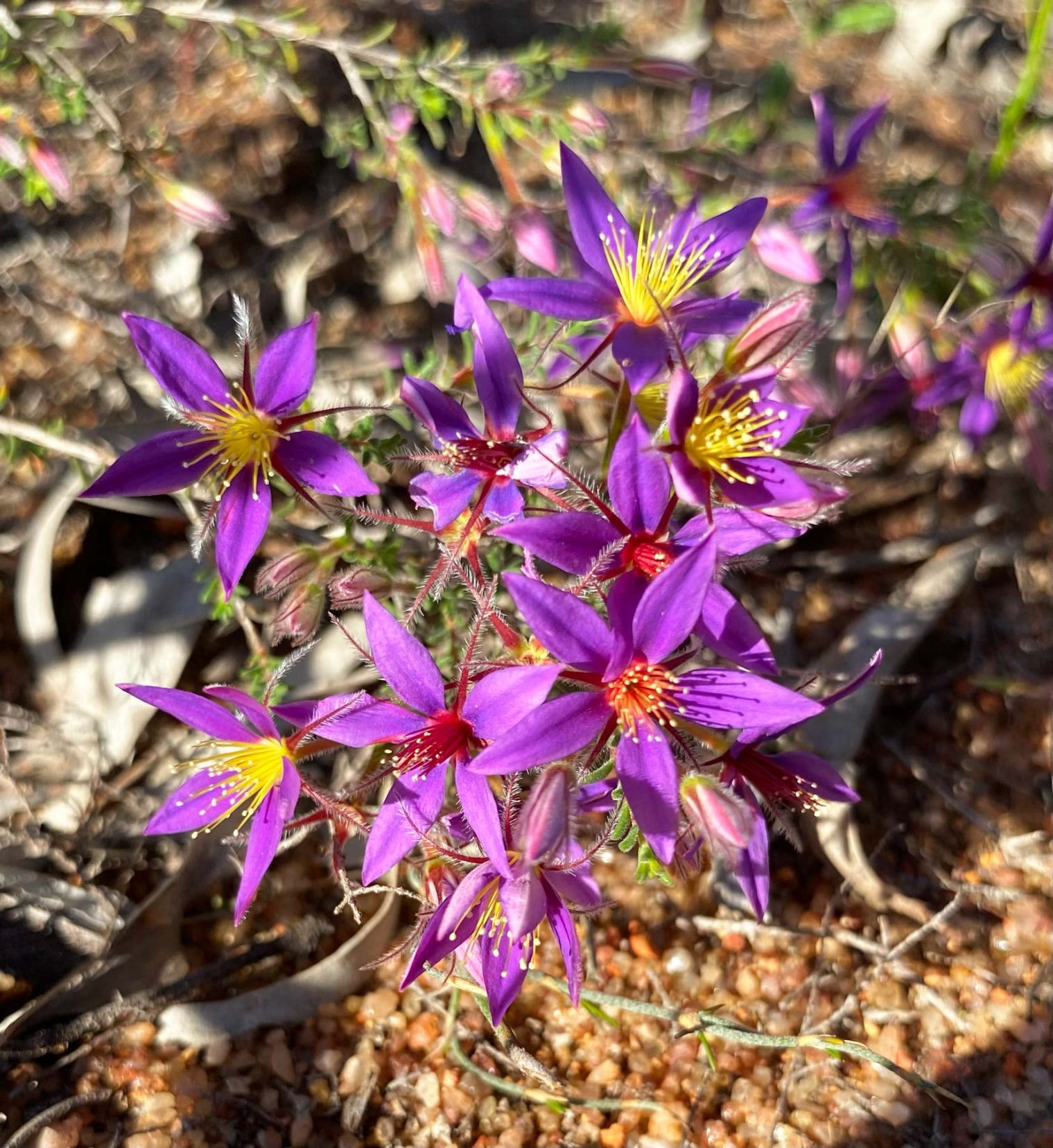 Purple flowers 