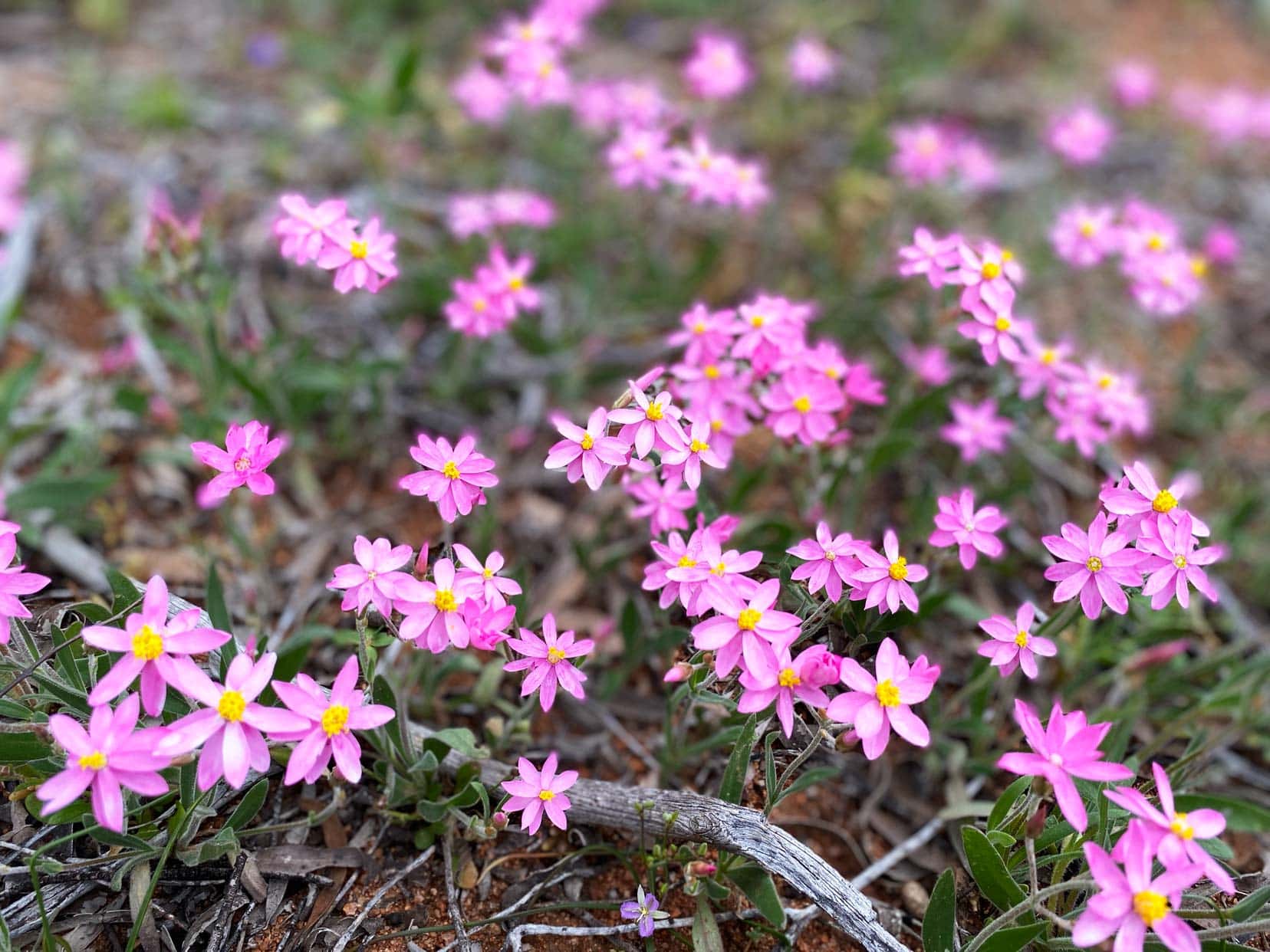 Elachbutting-Rock-wildflowers