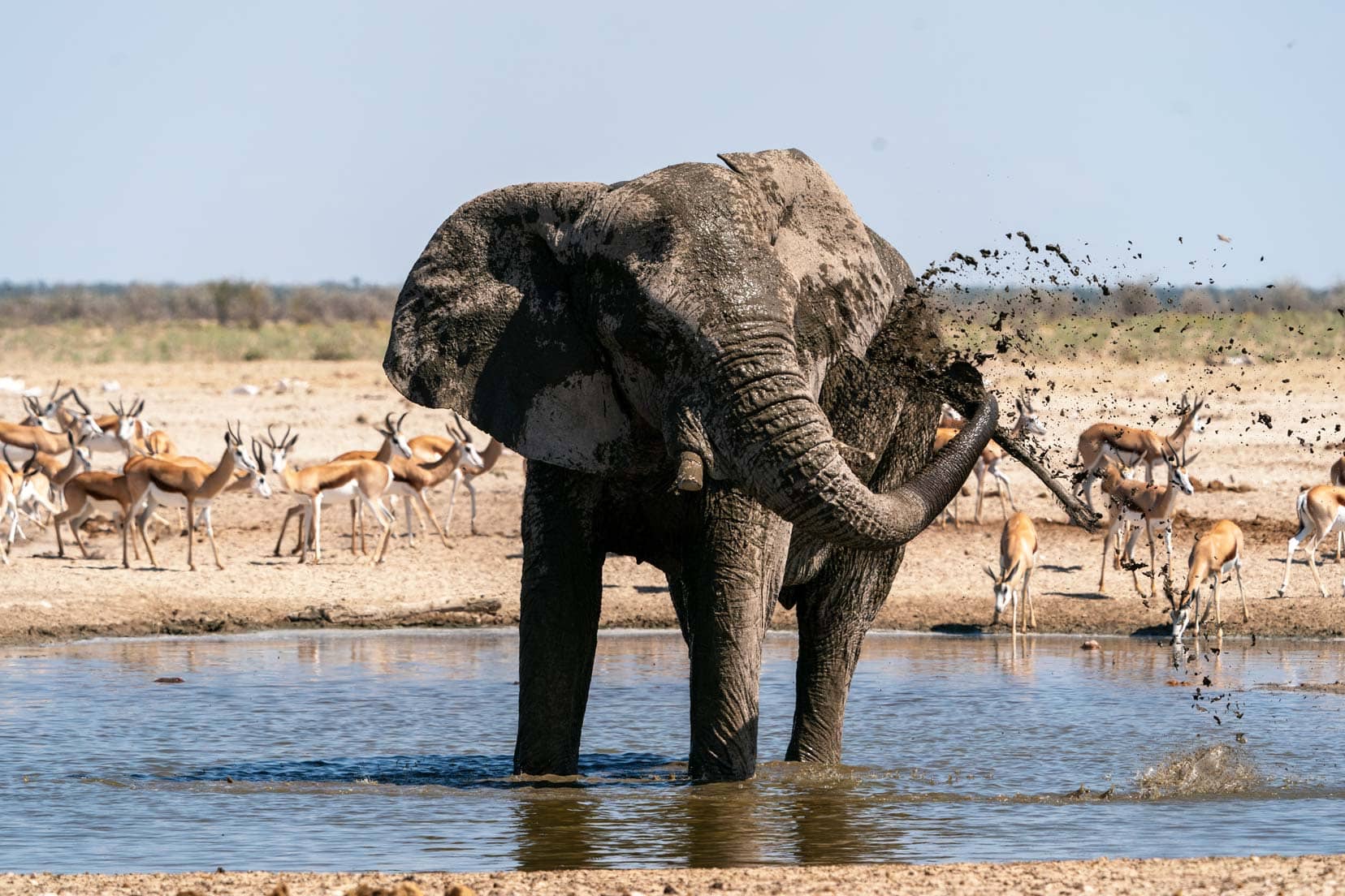 Etosha-elephant-splashing