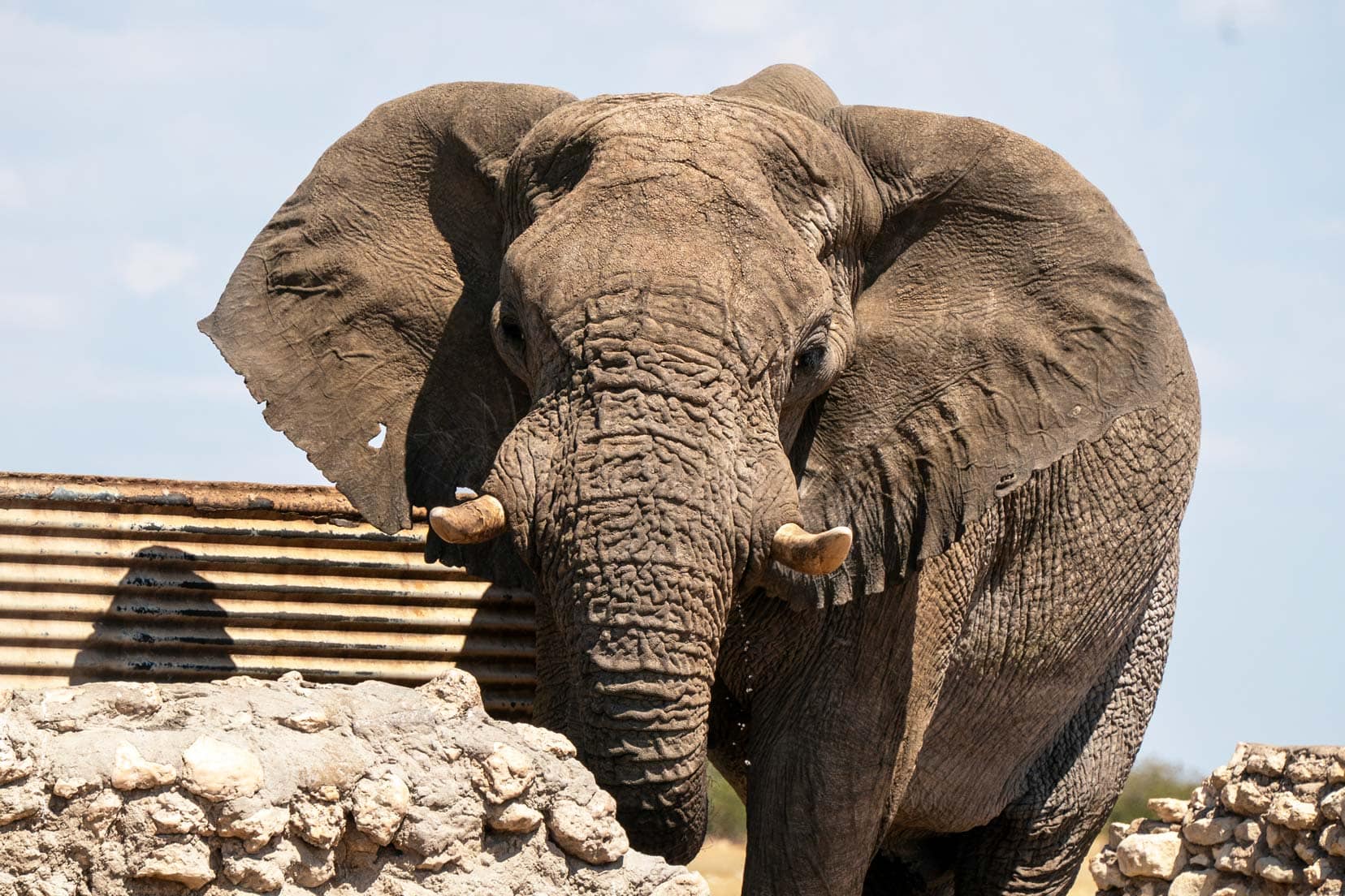 Elephant up close in Etosha