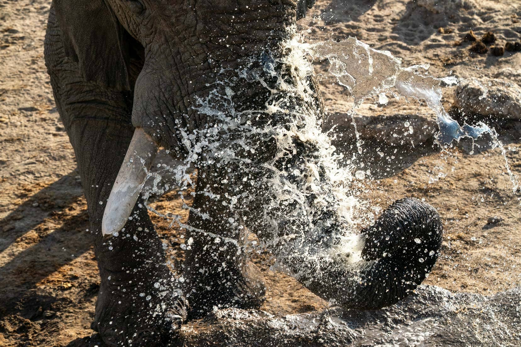 Elephant splashing its trunk 