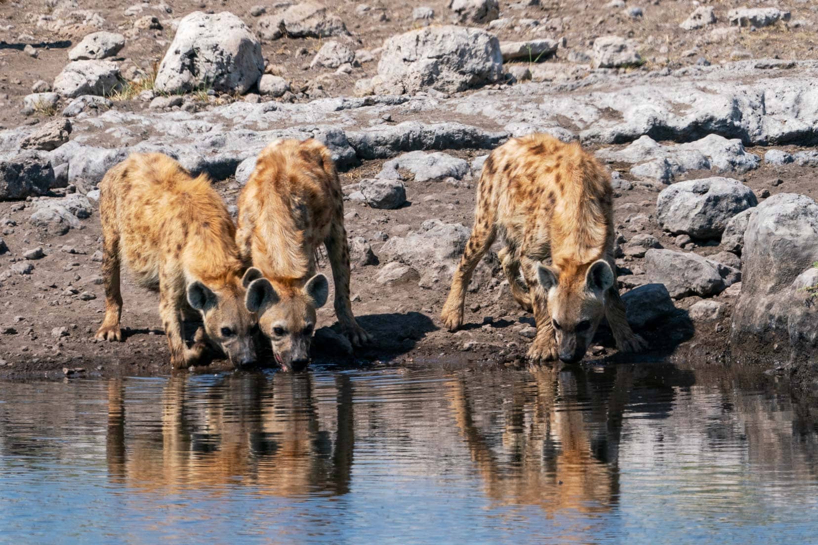 Hyenas drinking from a waterhole