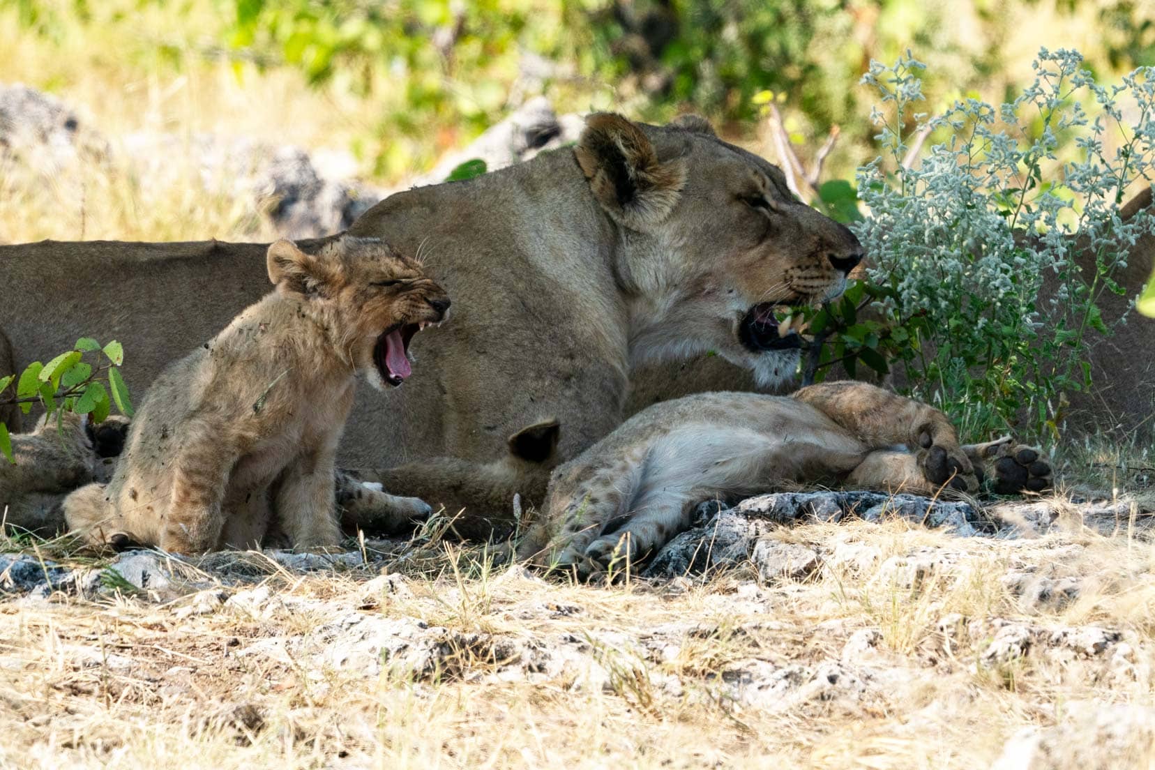 Lion cub and mum yawning 