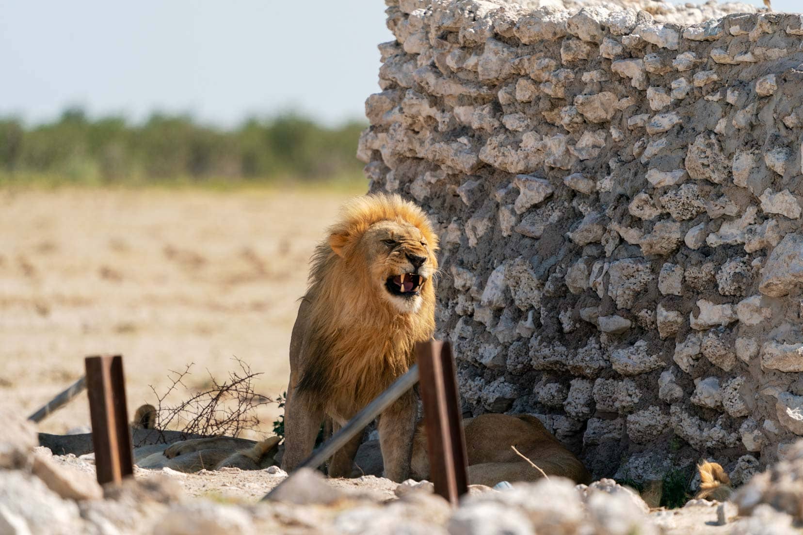 Etosha-Lion-near-waterhole