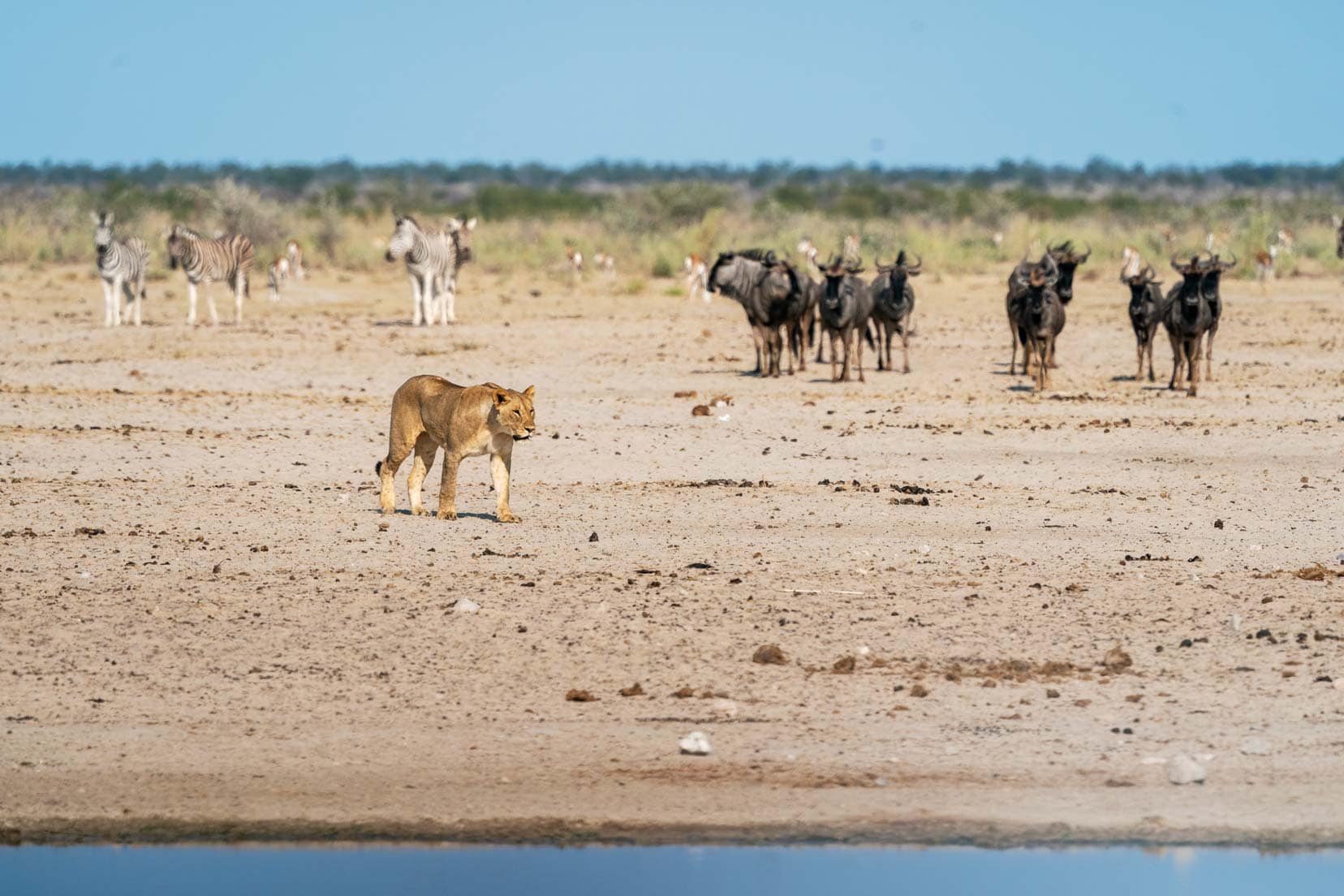 Etosha-Lion-stalking