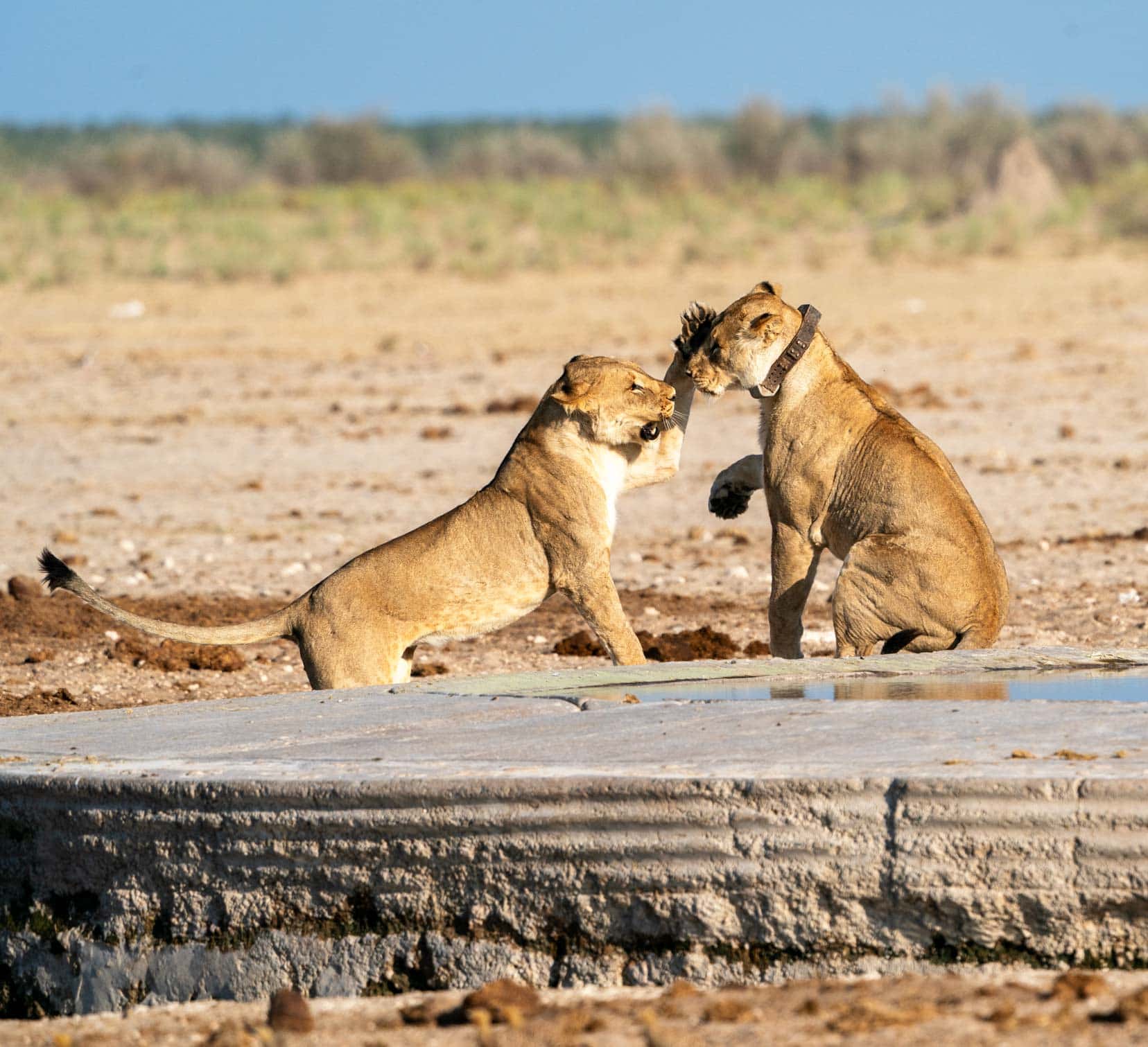 two lions playing - one collared 