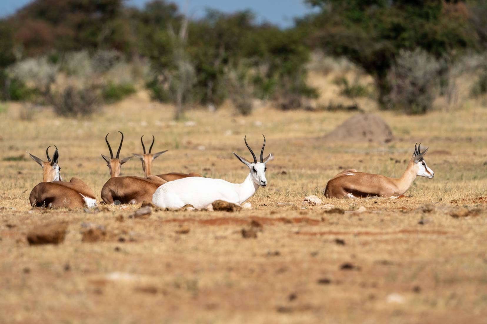 Etosha-White-springbok--