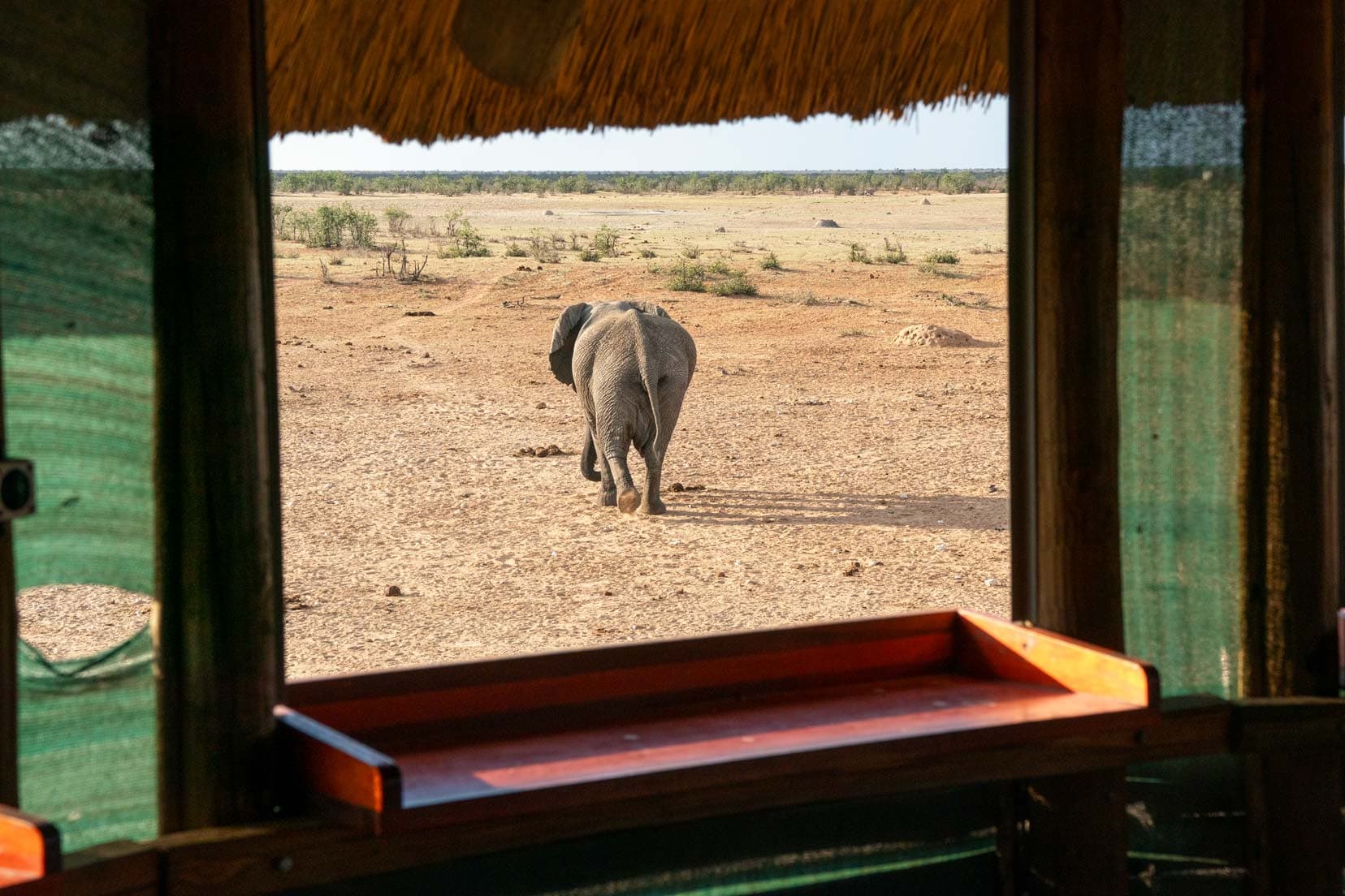 Elephant waliking away from the animal hide 