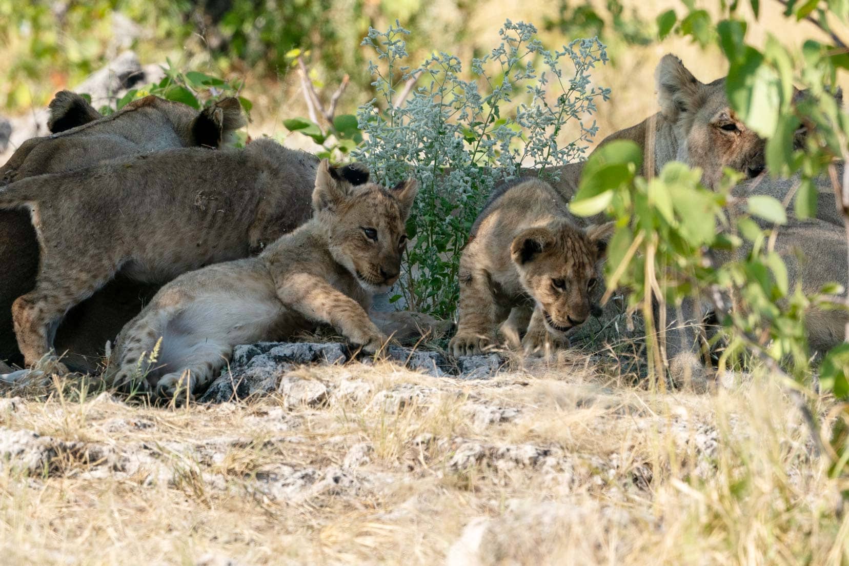 Etosha-lion-cubs-