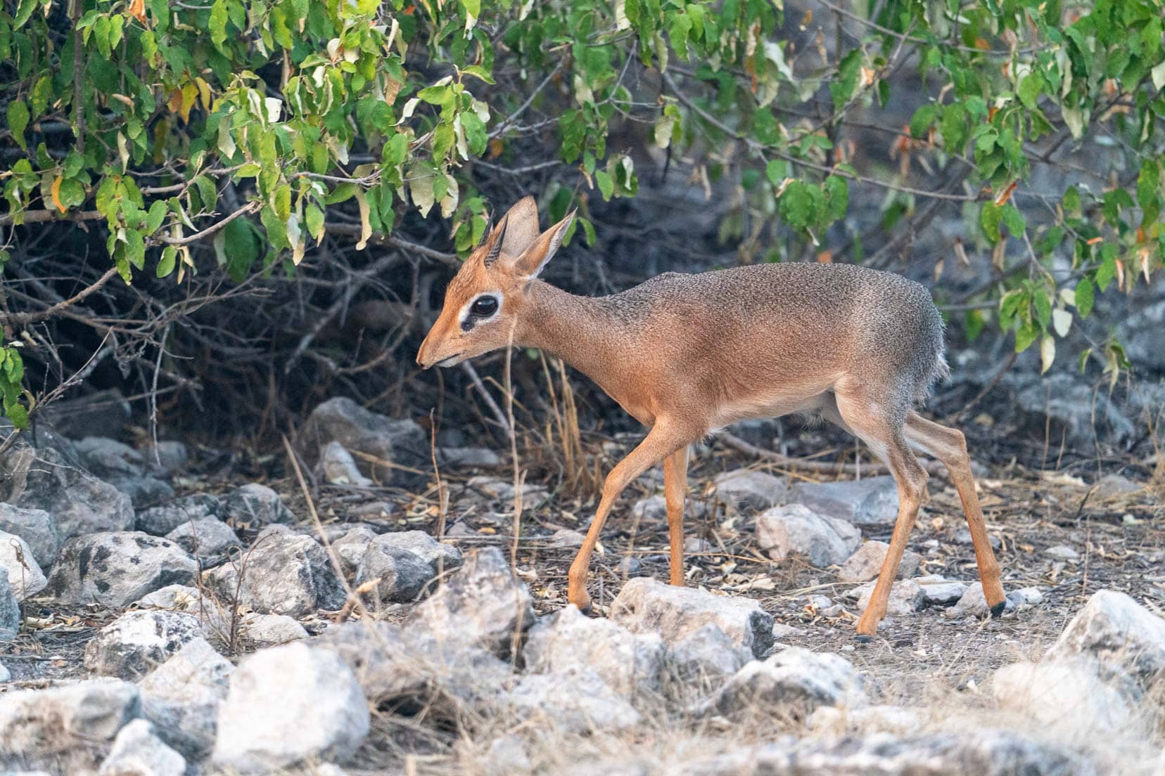 Etosha-tiny-Damara-dik-dik