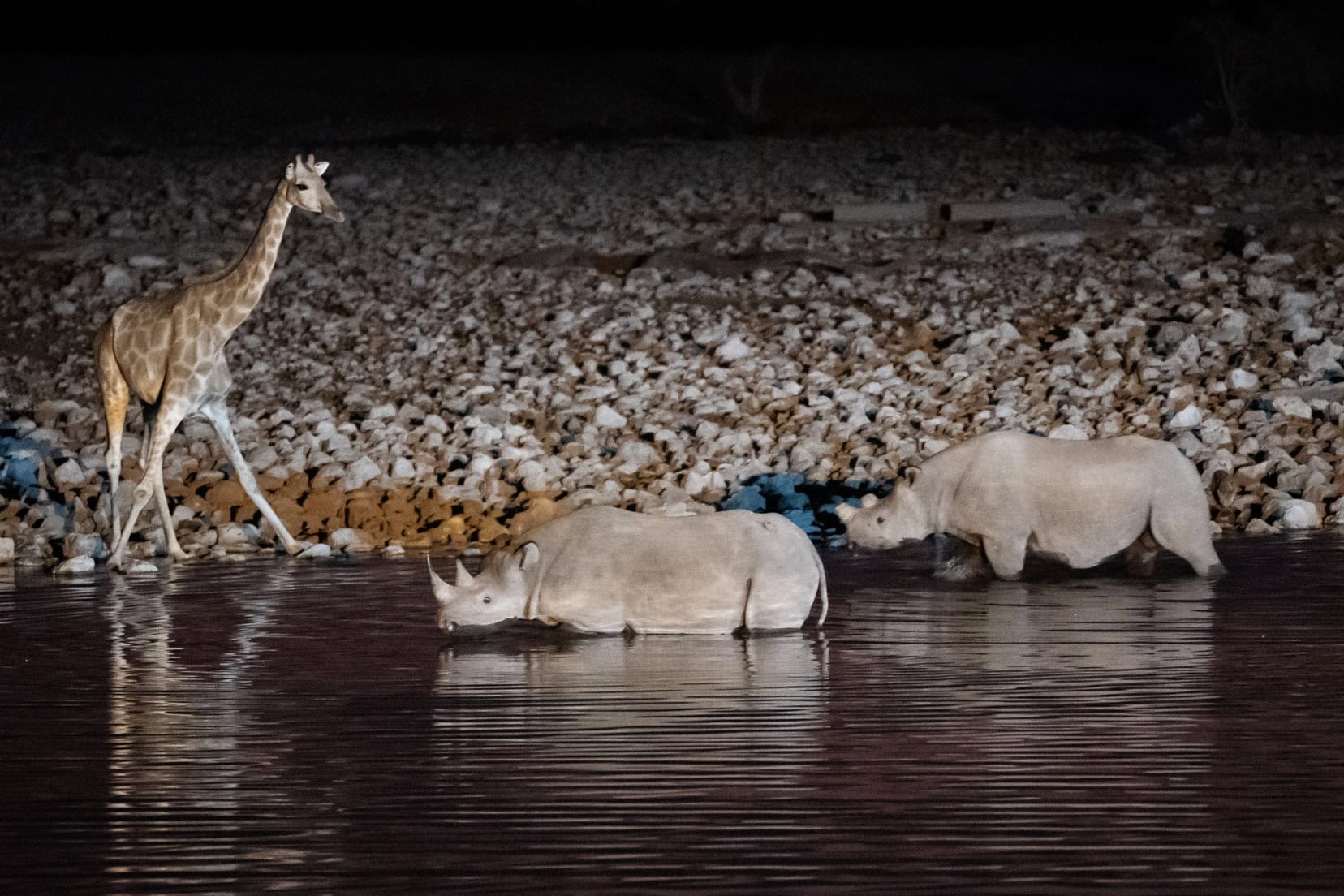 Etosha_Okaukuejo-camp-with-rhino and giraffe at the waterhole at night 