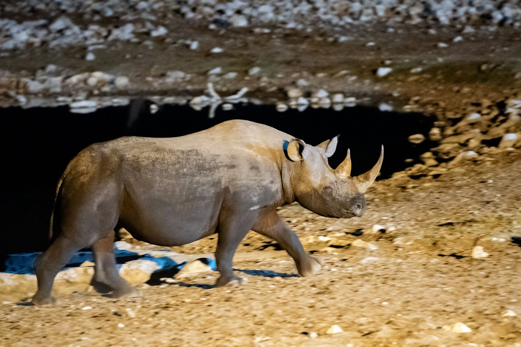 Black rhino under the floodlight at night 