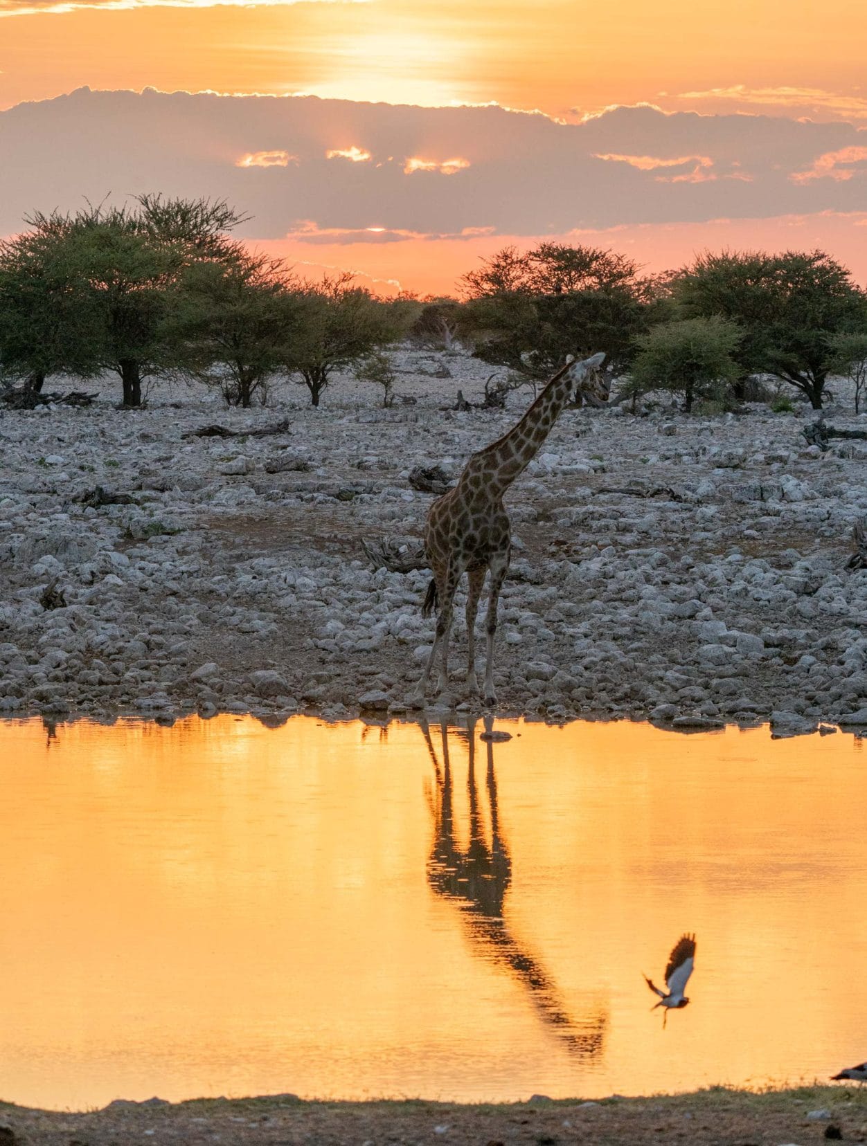 Giraffe reflections in the waterhole at Etosha 