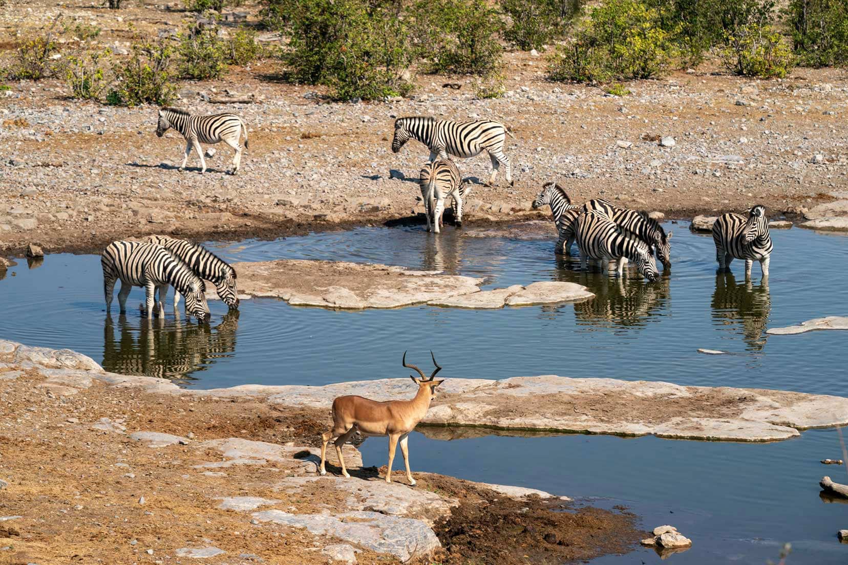 Halali-waterhole with zebras and impala drinking 